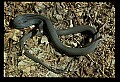 10954-00085-Snakes-All.jpg
