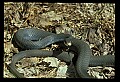 10954-00086-Snakes-All.jpg