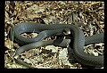 10954-00087-Snakes-All.jpg