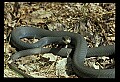 10954-00088-Snakes-All.jpg