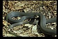 10954-00089-Snakes-All.jpg
