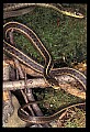 10954-00090-Snakes-All.jpg