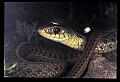 10954-00092-Snakes-All.jpg