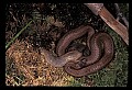 10954-00093-Snakes-All.jpg