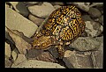 Eastern Box Turtle.jpg