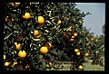 01040-00008-Fruit Seeds and Berries-Oranges.jpg