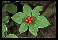 01040-00019-Fruit Seeds and Berries-Bunchberry.jpg