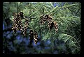 01040-00021-Fruit Seeds and Berries-Pinecones.jpg