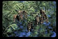01040-00022-Fruit Seeds and Berries-Pinecones.jpg