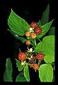 01040-00027-Fruit Seeds and Berries-Dewberries.jpg