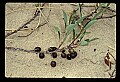01040-00029-Fruit Seeds and Berries.jpg