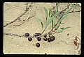 01040-00030-Fruit Seeds and Berries.jpg