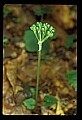 01040-00031-Fruit Seeds and Berries.jpg