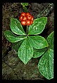 01040-00032-Fruit Seeds and Berries-Bunchberry.jpg