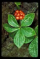 01040-00033-Fruit Seeds and Berries-Bunchberry.jpg
