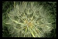 01040-00037-Fruit Seeds and Berries.jpg