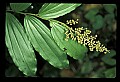 01040-00038-Fruit Seeds and Berries-False Solomon's Seal.jpg