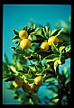 01040-00039-Fruit Seeds and Berries-Grapefruit.jpg