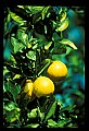 01040-00040-Fruit Seeds and Berries-Grapefruit.jpg