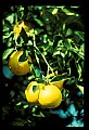 01040-00041-Fruit Seeds and Berries-Grapefruit.jpg