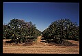 01040-00045-Fruit Seeds and Berries-Oranges.jpg