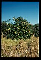 01040-00046-Fruit Seeds and Berries-Oranges.jpg