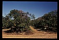 01040-00048-Fruit Seeds and Berries-Oranges.jpg