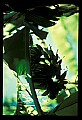 01040-00050-Fruit Seeds and Berries-Bananas.jpg