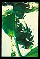 01040-00051-Fruit Seeds and Berries-Bananas.jpg