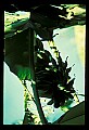 01040-00053-Fruit Seeds and Berries-Bananas.jpg