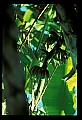 01040-00055-Fruit Seeds and Berries-Bananas.jpg