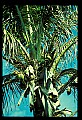 01040-00056-Fruit Seeds and Berries-Coconuts.jpg