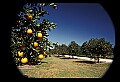 01040-00058-Fruit Seeds and Berries-Oranges.jpg