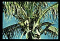 01040-00061-Fruit Seeds and Berries-Coconuts.jpg