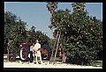 01040-00066-Fruit Seeds and Berries-Oranges.jpg