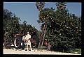01040-00067-Fruit Seeds and Berries-Oranges.jpg