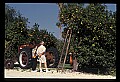 01040-00068-Fruit Seeds and Berries-Oranges.jpg