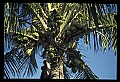 01040-00069-Fruit Seeds and Berries-Coconuts.jpg