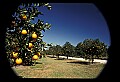 01040-00070-Fruit Seeds and Berries-Oranges.jpg