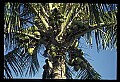 01040-00071-Fruit Seeds and Berries-Coconuts.jpg