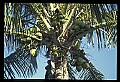 01040-00073-Fruit Seeds and Berries-Coconuts.jpg