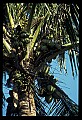 01040-00076-Fruit Seeds and Berries-Coconuts.jpg