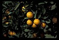 01040-00078-Fruit Seeds and Berries-Oranges.jpg