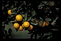 01040-00081-Fruit Seeds and Berries-Oranges.jpg