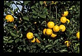 01040-00084-Fruit Seeds and Berries-Oranges.jpg
