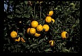 01040-00086-Fruit Seeds and Berries-Oranges.jpg