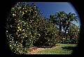 01040-00097-Fruit Seeds and Berries-Oranges.jpg