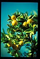 01040-00111-Fruit Seeds and Berries-Grapefruit.jpg