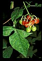 1-6-07-00552-Cherry tomatoes.jpg