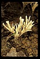 01045-00002-Mushrooms, Fungi and Lichens.jpg